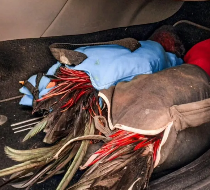 Cinco aves apreendidas estavam sendo transportadas para a cidade de Praia Grande, em Santa Catarina.