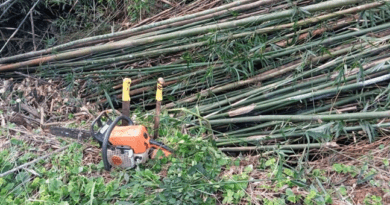 Crime acontecia em Área de Preservação Permanente localizada no município de Caraá.