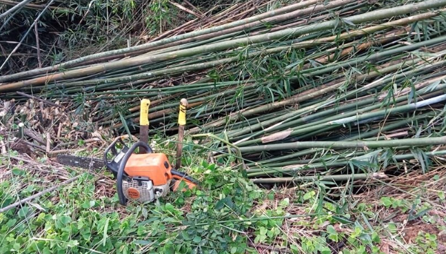 Homem é preso após ser flagrado desmatando APP