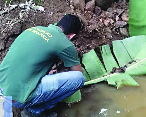 Larva do mosquito hospedeiro pode ser encontrada em folhas de bananeira.