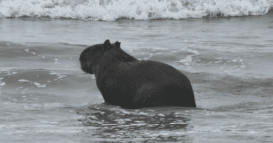 Animal foi visto na manhã da última quarta-feira (6), nadando na praia de Atlântida, em Xangri-lá.