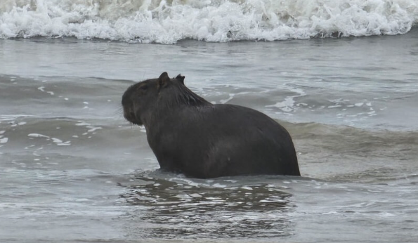 Animal foi visto na manhã da última quarta-feira (6), nadando na praia de Atlântida, em Xangri-lá.