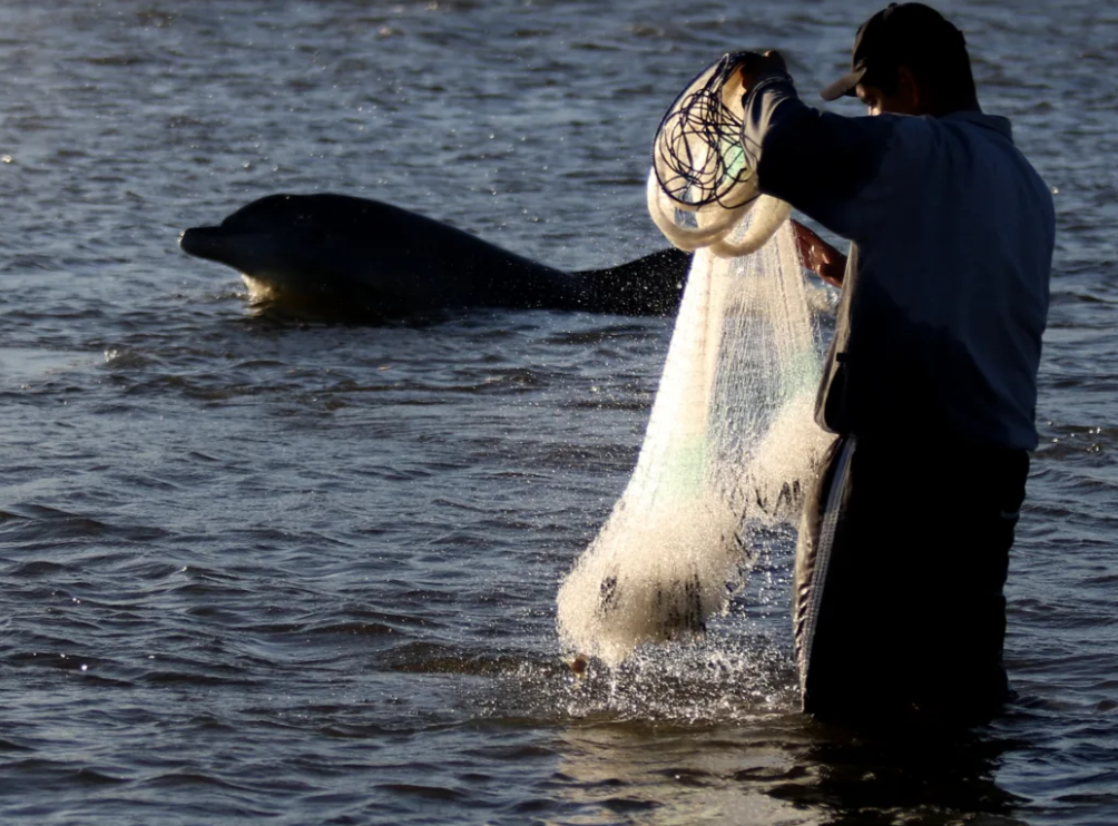 Projeto visa preservar pesca com botos