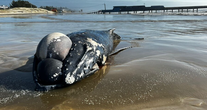 Animal foi encontrado na manhã de quarta (4), em praia de Xangri-lá.