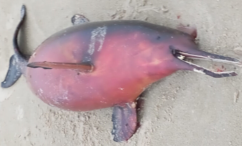 Golfinho é encontrado morto em praia de Tramandaí