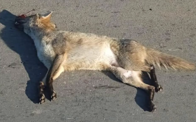Animal é morto atropelado na ERS-030