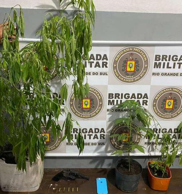 Brigada Militar apreende pés de maconha