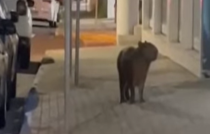 Capivara é vista na ERS-030