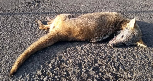 Graxaim-do-campo foi morto atropelado em estrada do Palmital.