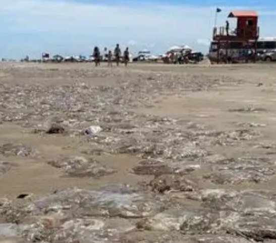Litoral Norte registra aumento de incidentes com águas-vivas