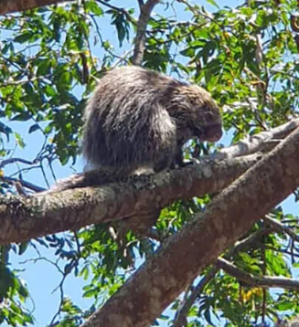 Animal foi encontrado em residência de Terra de Areia.