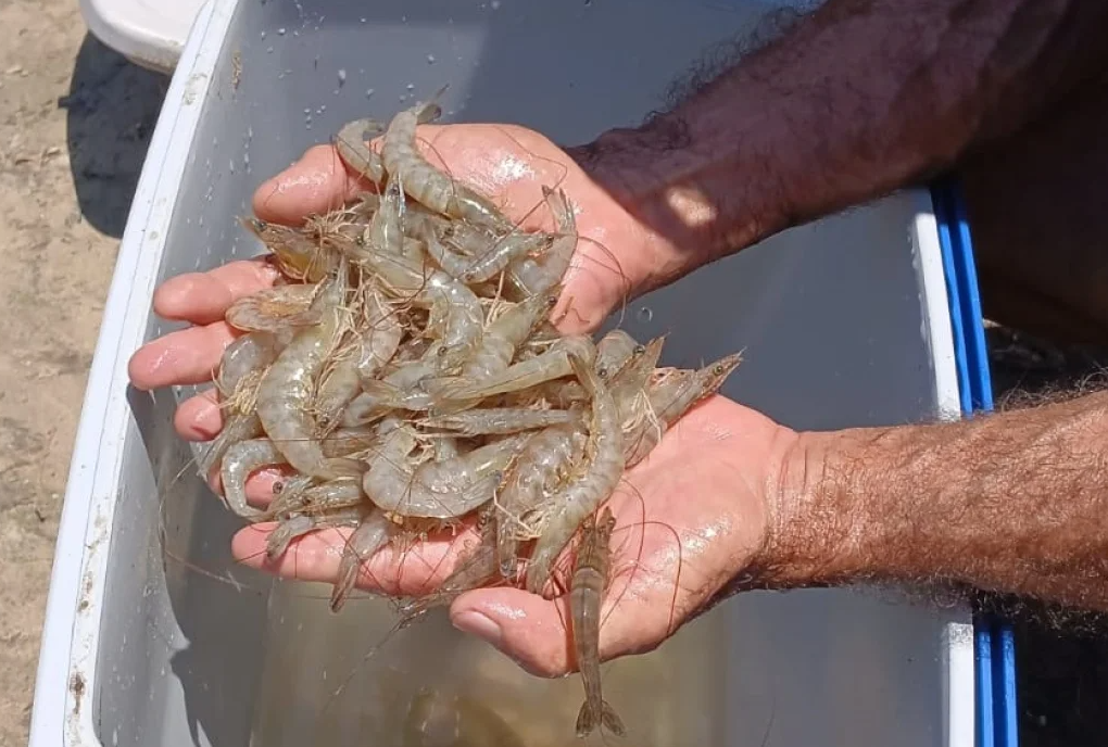 Liberada pesca do camarão na Bacia do Rio Tramandaí
