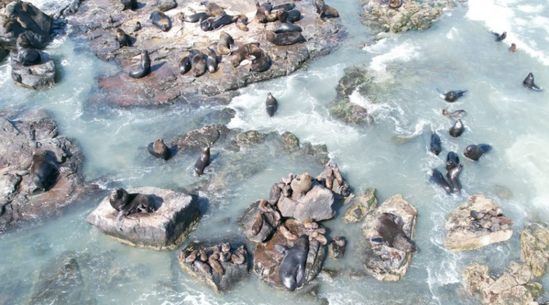 Além de passeios de barcos, pessoas poderão observar os animais marinhos utilizando caiaques e stand up paddle.