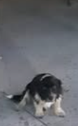 Dois cachorros foram encontrados às margens da rodovia, em Capão da Canoa.