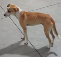 Dois cachorros foram encontrados às margens da rodovia, em Capão da Canoa.