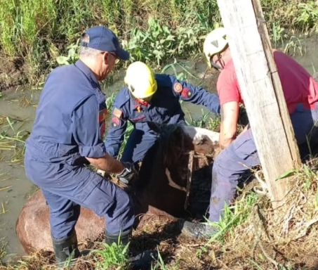 LEGENDA: Após mais de sete horas de resgate, animal foi retirado do local.
