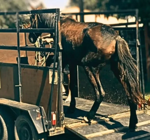 Cavalo é resgatado em situação de maus tratos