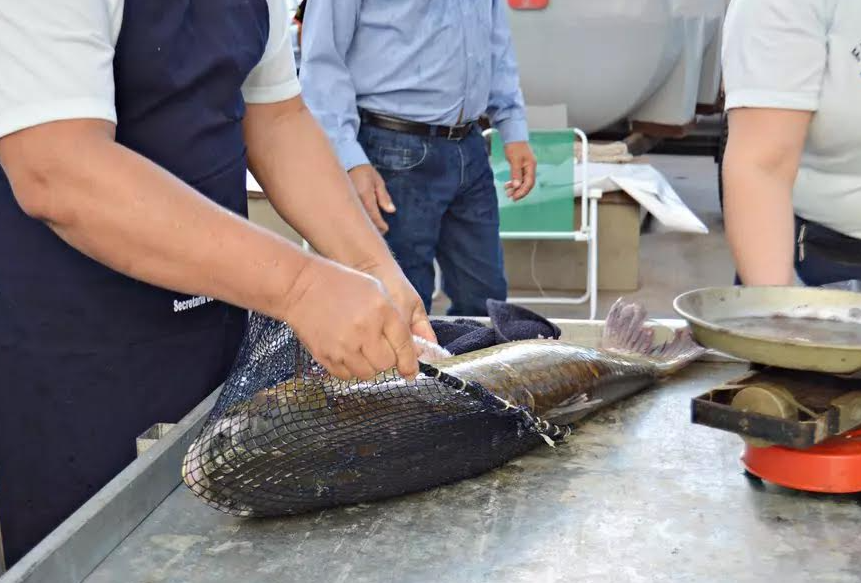Feira do Peixe inicia na quarta-feira