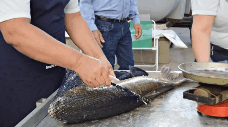 Feira do Peixe se encerrará nesta quinta (19), no Largo dos Estudantes.
