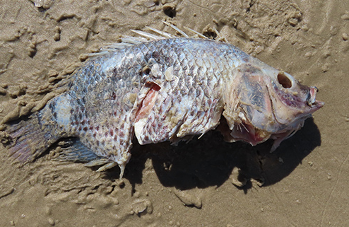 Peixe passou a aparecer nas praias do Litoral gaúcho após enchentes de 2024.