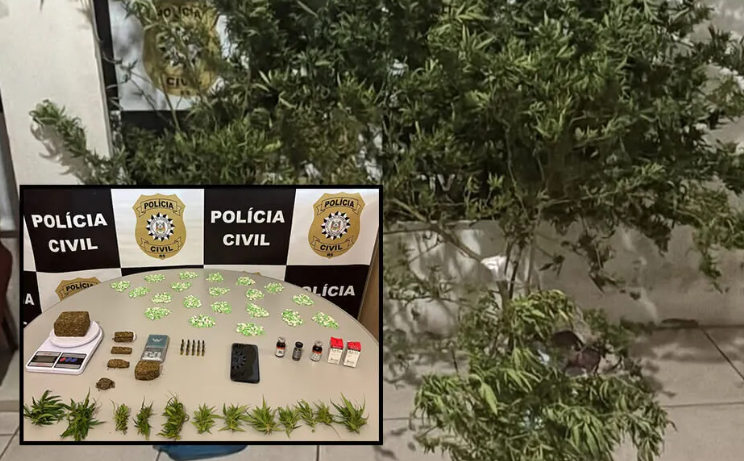 Polícia apreende pés de maconha e mais de mil comprimidos de ecstasy