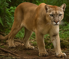 Animal já teria sido visto próximo a propriedades rurais da região.