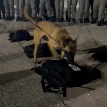 Demonstração de revista em bagagens com uso de cão farejador.