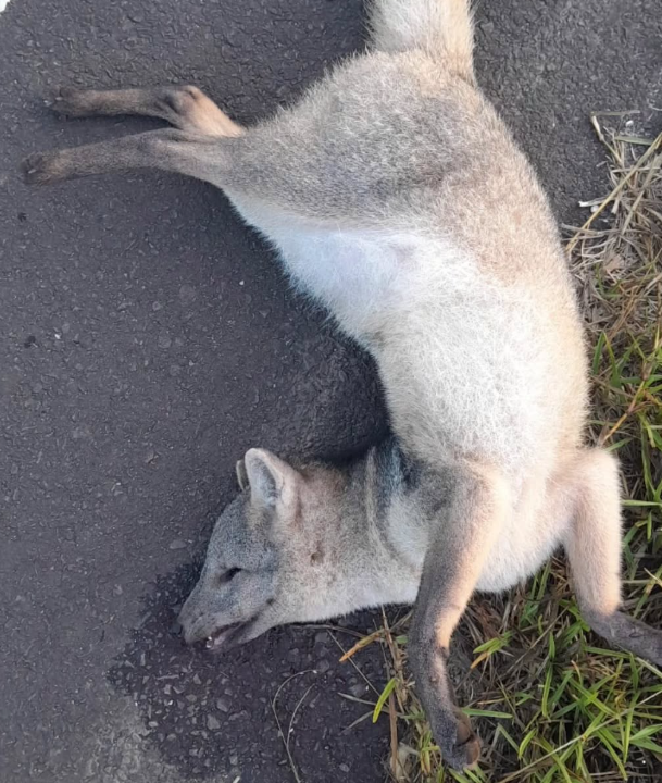 Graxaim é encontrado morto na Estrada do Palmital