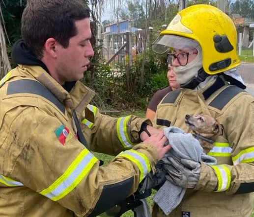 Três cachorros que estavam na residência foram resgatados pelos bombeiros.