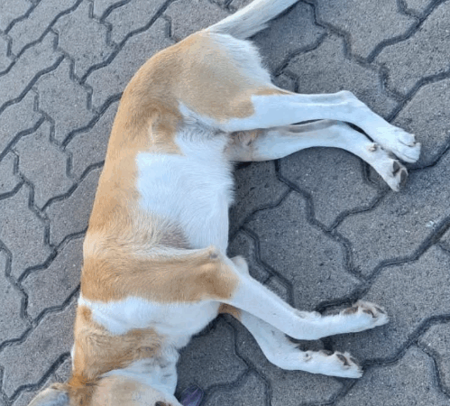 Animais são encontrados mortos na cidade