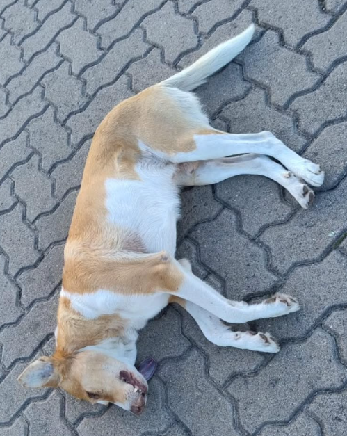 Animais são encontrados mortos na cidade