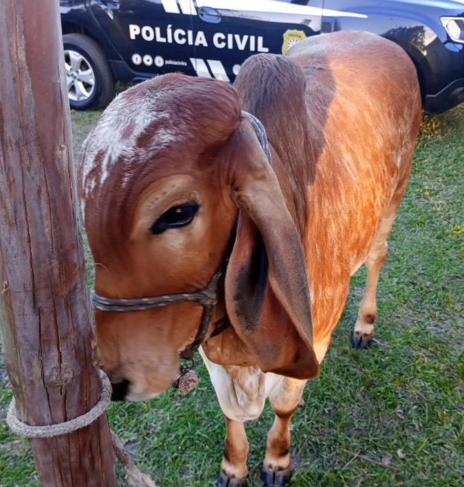 Bovino furtado é recuperado pela Polícia