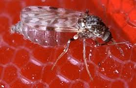 Entidades reforçam ações em combate ao mosquito Pólvora
