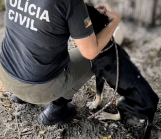 Polícia fiscaliza denúncias de maus tratos contra animais