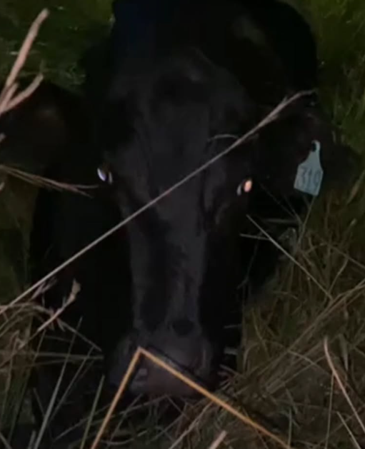 Animal foi atingido por veículos enquanto caminhava sobre rodovia da região.