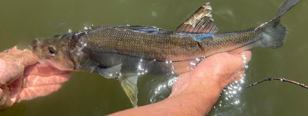 Pesquisadores vão realizar marcação de peixes no Litoral