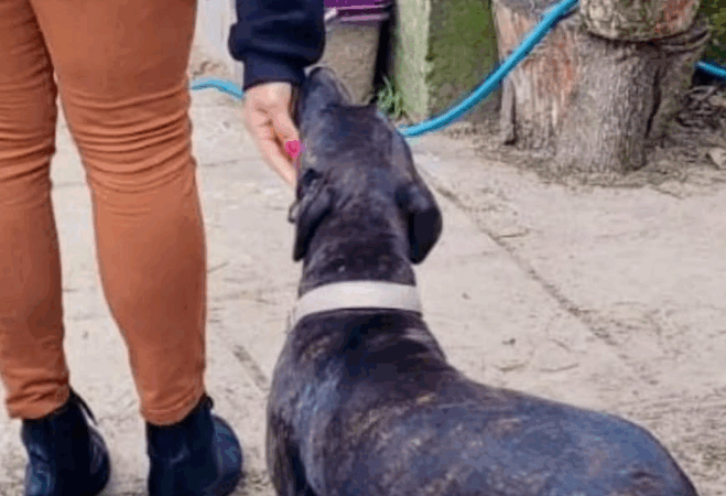 Polícia fiscaliza denúncias de maus-tratos contra animais