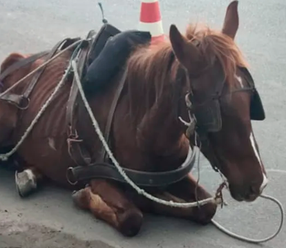 Policiais recolhem cavalo em situação de maus-tratos