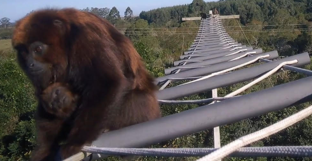 Passarelas áreas na ERS-040 registram aumento na circulação de animais