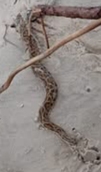 Cobra foi encontrada próximo ao calçadão da Beira-Mar de Imbé.