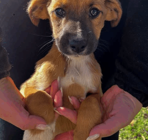 Prefeitura disponibiliza castração para animais