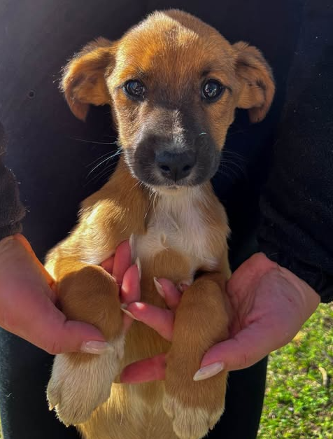 Prefeitura disponibiliza castração para animais