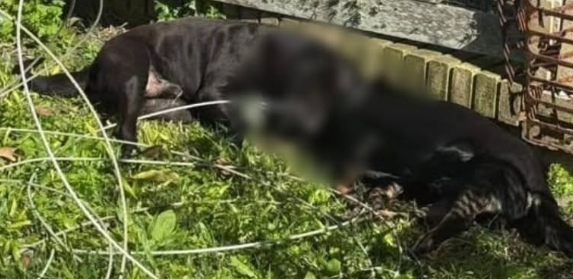 Cães acabaram morrendo após serem eletrocutados em Palmares do Sul.