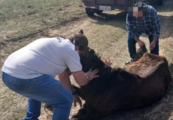 Cavalo é resgatado em situação de maus-tratos