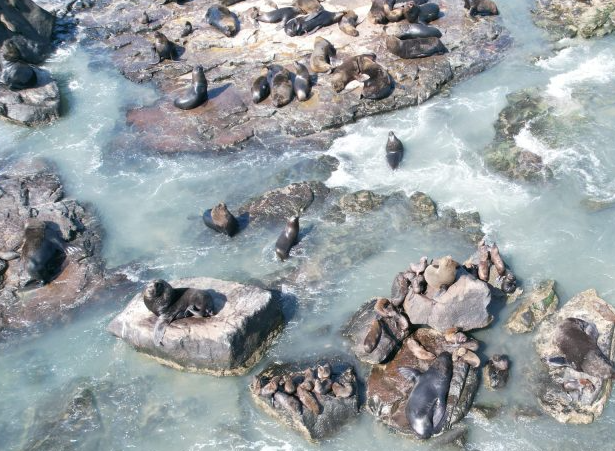 Ilha dos Lobos recebe passeio de caiaque
