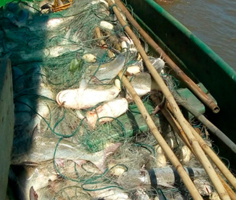 Justiça autoriza pesca do Bagre