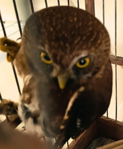 Coruja foi encontrada no pátio de uma casa em Osório.