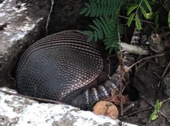 Tatu foi localizado na região central do município osoriense.