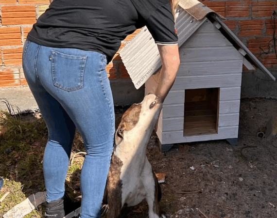 Polícia fiscaliza denúncias de maus tratos contra animais