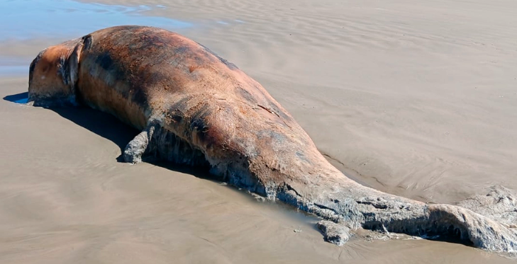Baleia orca foi encontrada na praia das Cabras, em Cidreira, no limite com Tramandaí